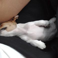 Jack russell terrier Valdemar-Valde blandt ven