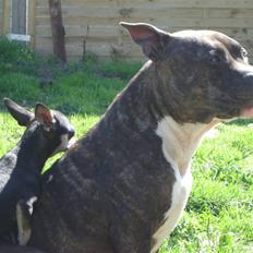 Amerikansk staffordshire terrier Gizmo