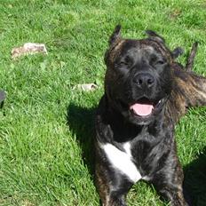 Amerikansk staffordshire terrier Sachi