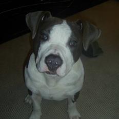 Amerikansk staffordshire terrier Spike