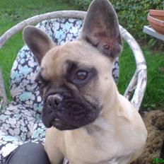 Fransk bulldog Otto