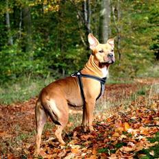 Amerikansk staffordshire terrier Freja