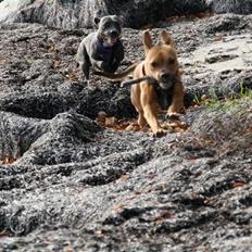 Amerikansk staffordshire terrier Freja