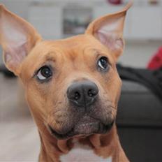 Amerikansk staffordshire terrier Freja