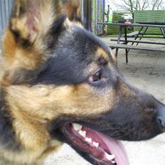 Schæferhund Tristan