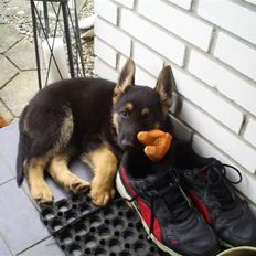 Schæferhund Tristan