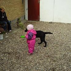 Labrador retriever Boss