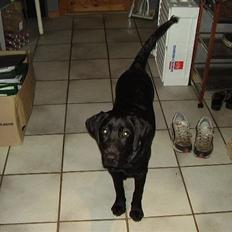 Labrador retriever Boss