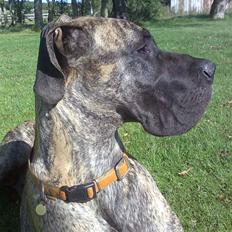 Grand danois Buddah *RIP*