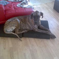 Grand danois Buddah *RIP*