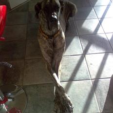 Grand danois Buddah *RIP*