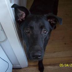 Blanding af racer Tigo