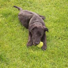 Blanding af racer Tigo