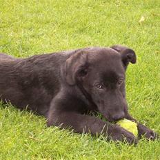 Blanding af racer Tigo