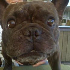 Fransk bulldog Yatzy
