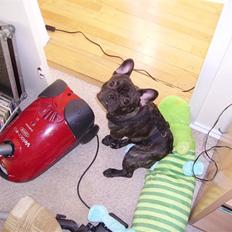 Fransk bulldog Yatzy