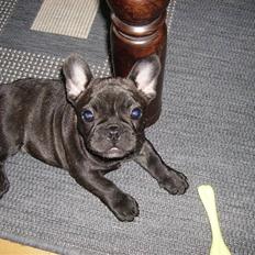 Fransk bulldog Yatzy