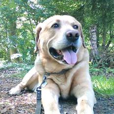 Blanding af racer Bongo *R.I.P 09/05-08*