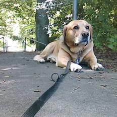 Blanding af racer Bongo *R.I.P 09/05-08*