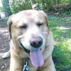 Blanding af racer Bongo *R.I.P 09/05-08*