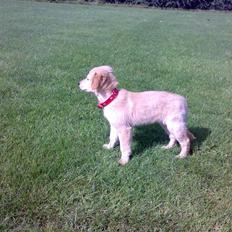 Blanding af racer Maggie