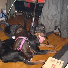 Rottweiler Charli