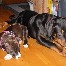 Rottweiler Charli