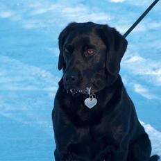 Labrador retriever Tilde