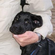Labrador retriever Tilde