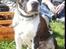 Blanding af racer jack - jack til 1 maj