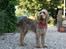 Spinone Hugo