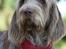 Spinone Hugo