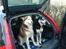 Siberian husky Aslan - Far og Søn
