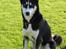 Siberian husky Aslan