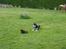 Siberian husky Aslan - I leg med husets lille tiger