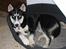 Siberian husky Aslan