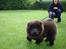 Chow chow baltho