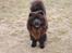Chow chow baltho