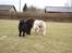 Chow chow baltho