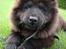Chow chow baltho