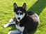 Siberian husky Aslan