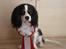 Cavalier king charles spaniel Freja ( RIP) - 1. Præmie i DDH