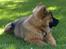 Eurasier Spike - Jeg er ved at blive en stor hund.