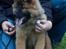 Eurasier Spike - Det er sjovt at være til hvalpetræning.
