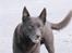 Australsk kelpie Dingo - Dingo