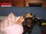 Australsk kelpie Dingo - og Johanne