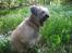 Pyrenæisk hyrdehund Bastian - Bastian nyder blomsterengen
