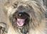 Pyrenæisk hyrdehund Bastian
