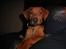 Rhodesian ridgeback cobi