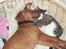 Rhodesian ridgeback cobi